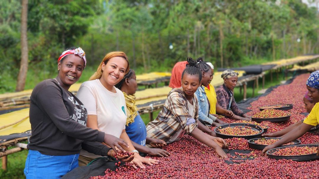 Gofer Coffee packaging and beans
